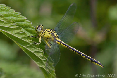 River Clubtail - Rivierrombout - Gomphus flavipes