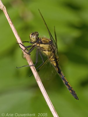 Black-tailed Skimmer - Gewone Oeverlibel - Orthetrum cancellatum