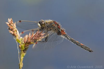 Ruby Whiteface  - Noordse Witsnuitlibel - Leucorrhinia rubicunda