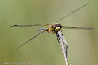 Four-spotted Chaser - Viervlek - Libellula quadrimaculata