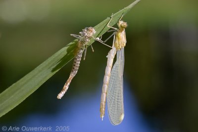 Western Willow Spreadwing - Houtpantserjuffer - Lestes viridis