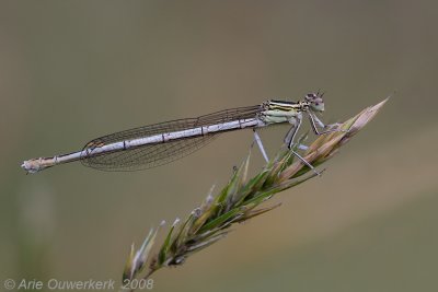 Blue Featherleg - Blauwe Breedscheenjuffer - Platycnemis pennipes