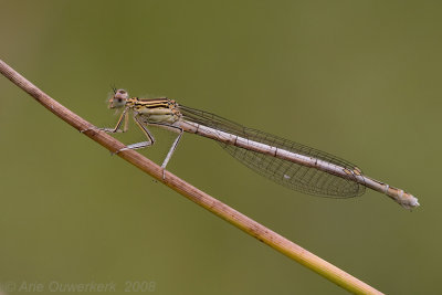 Blue Featherleg - Blauwe Breedscheenjuffer - Platycnemis pennipes