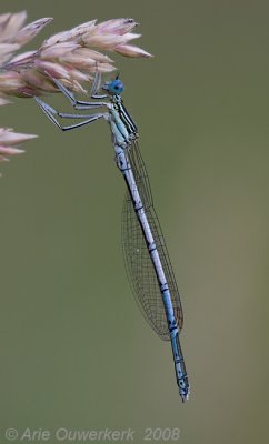 Blue Featherleg - Blauwe Breedscheenjuffer - Platycnemis pennipes