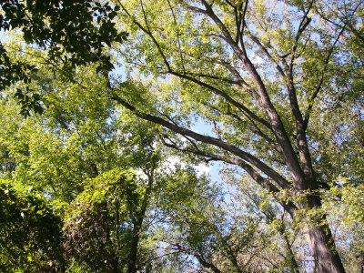 Cottonwoods and clear blue skies