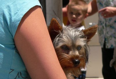 Curious doggy