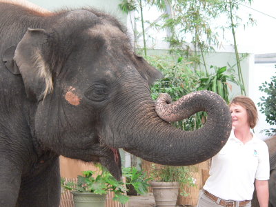 Trunk talk
