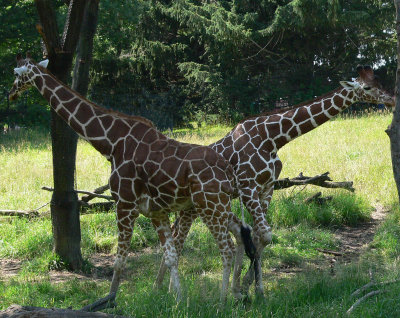 Double giraffe