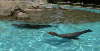 Sea lion free swim