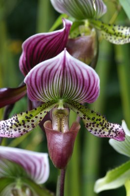 Slipper Orchid