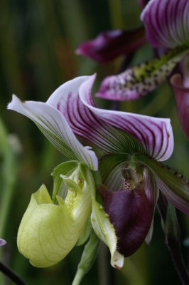 Slipper Orchid