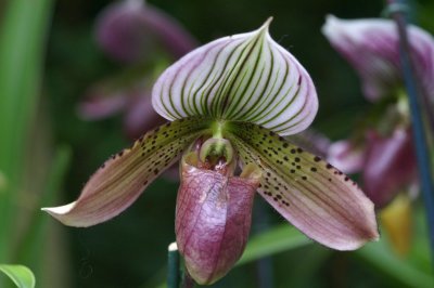 Slipper Orchid