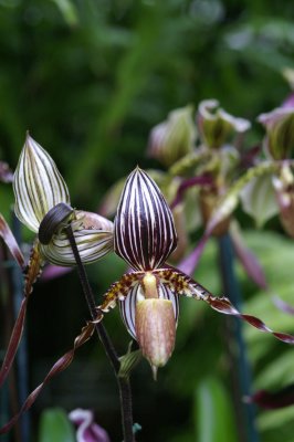 Slipper Orchid