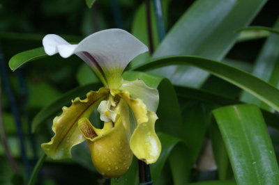 Slipper Orchid