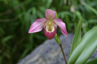 Slipper Orchid