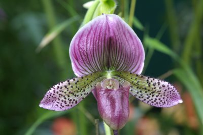 Slipper Orchid