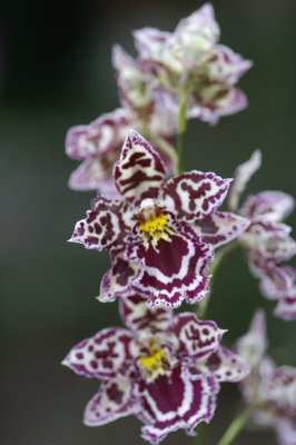 2008_nybg_spring_orchid_show