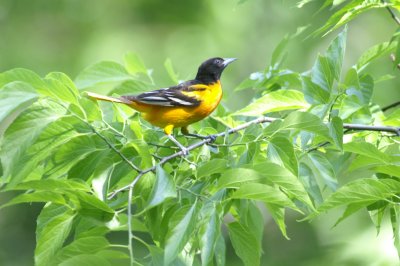 Baltimore Oriole