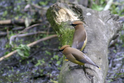 Cedar Waxwing