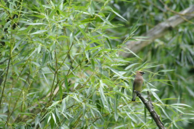 Cedar Waxwing