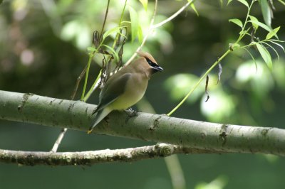 Cedar Waxwing