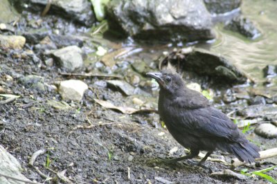 Common Grackle