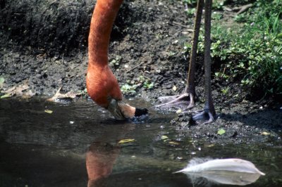  American Flamingo