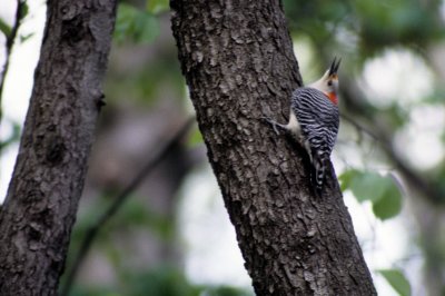 woodpeckers