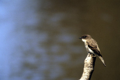 flycatchers