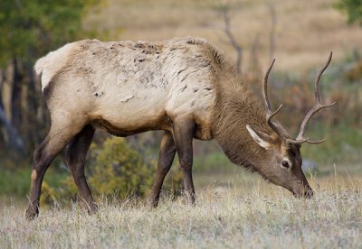 Bull Elk Feeding