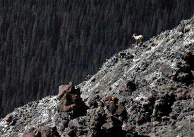 A Mountain Goat Looking Out