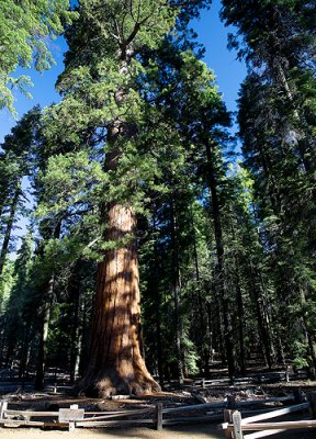 Walking Among Sequoias