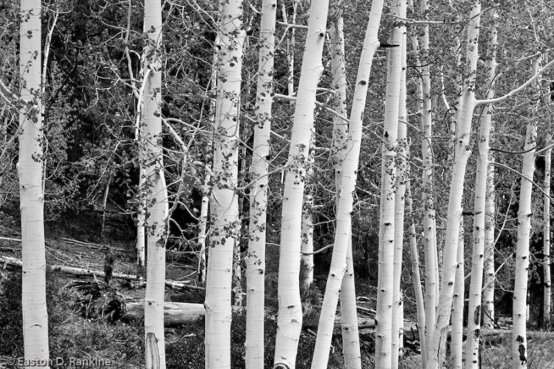 Aspens II