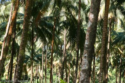 Coconut Grove II