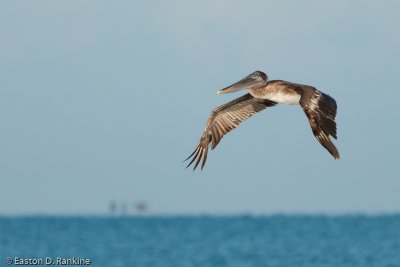 Brown Pelican