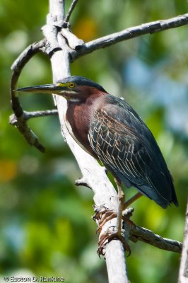 Green Heron I