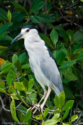 Black Crowned Night Hreon