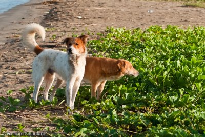 Beach Dogs