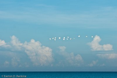 Morning Clouds II