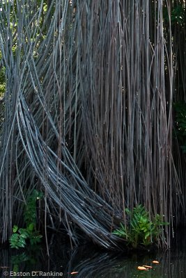 Mangrove Roots I