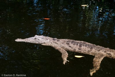 Crocodile III