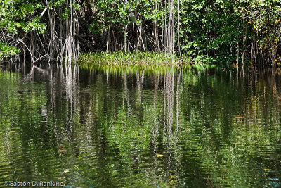 Mangrove Reflected II