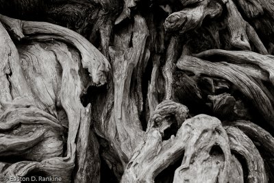 Old Growth