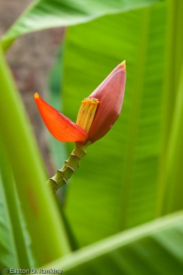 Ornamental Banana