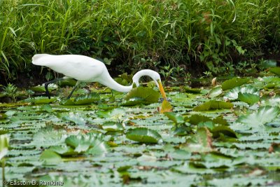 Great Egret