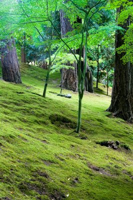 Moss Covered Slope
