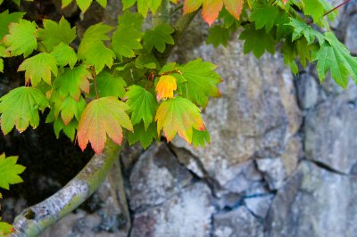 Maple Leaves V