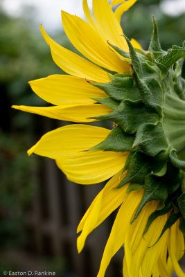 Sunflower I