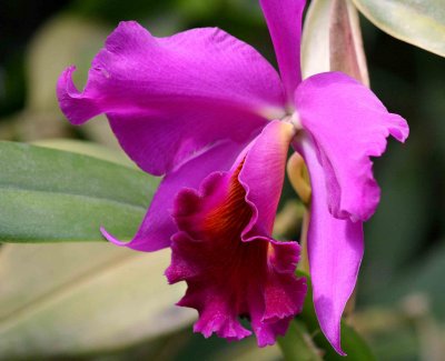 Pink Cattleya