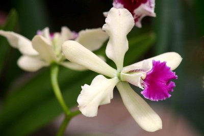 Cream Cattleya